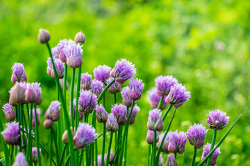 Obraz premium Flowering onions in the garden in sunny weather close up_