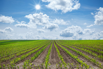 Fototapeta na wymiar Landwirtschaftliches Feld mit jungen Maispflanzen bis zum Horizont im Sonnenschein