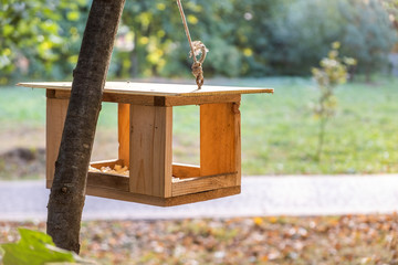 Wooden bird feeder house on a tree in autumn park. Animal wildlife care concept.