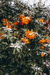 Fototapeta premium christmas green bush red berries winter snow