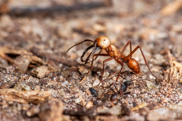 Army ant photographed in Linhares, Espirito Santo. Southeast Brazil. Atlantic Forest Biome....