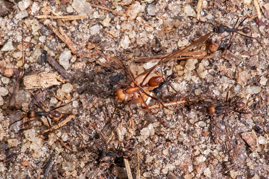 Army ant photographed in Linhares, Espirito Santo. Southeast Brazil. Atlantic Forest Biome. Registration made in 2014.