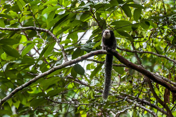 Monkey photographed in Linhares, Espirito Santo. Southeast of Brazil. Atlantic Forest Biome. Picture made in 2014.