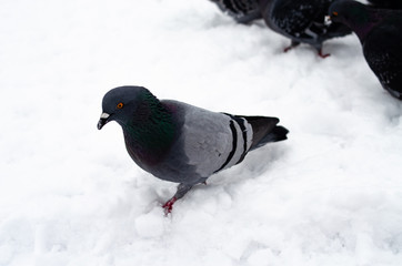 A lot of pigeons. Pigeons in a bunch and one at a time. Feeding the pigeons. Birds in the winter. Pigeon macro, red paw, pigeon leg. A man holds a dove on his hand. Bird eating with hand.