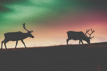 Silhouette of two deers against the gradient colored sunset sky