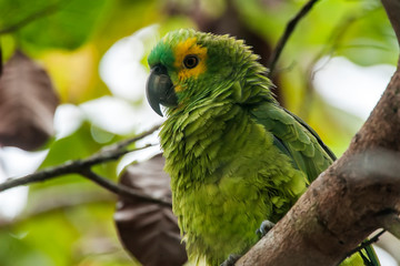 Parrot photographed in Linhares, Espirito Santo. Southeast of Brazil. Atlantic Forest Biome. Picture made in 2014.