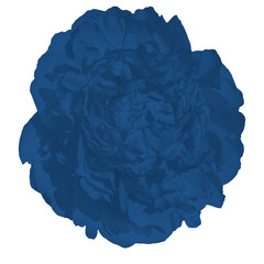 Trendy blue peony isolated on white background.