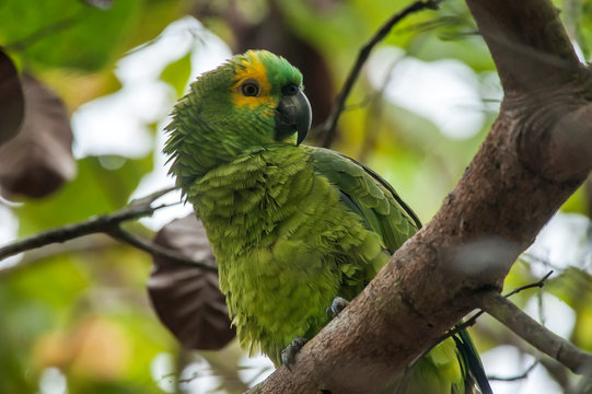 Parrot photographed in Linhares, Espirito Santo. Southeast of Brazil. Atlantic Forest Biome. Picture made in 2014.
