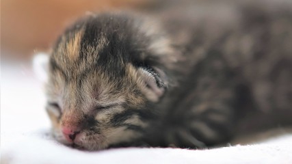 Cute tabby newborn kitten sleeping, baby animal sleep, closeup face.
