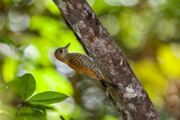 Bird photographed in Linhares, Espirito Santo. Southeast of Brazil. Atlantic Forest Biome. Picture made in 2014.