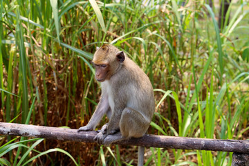 Little monkey sitting on a wooden fence