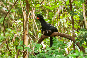 Bird photographed in Linhares, Espirito Santo. Southeast of Brazil. Atlantic Forest Biome. Picture made in 2014.