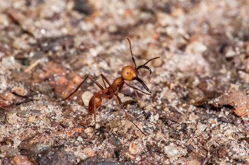 Army Ant photographed in Linhares, Espirito Santo. Southeast of Brazil. Atlantic Forest Biome. Picture made in 2014.