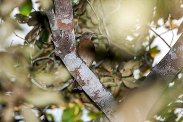 Bird photographed in Linhares, Espirito Santo. Southeast of Brazil. Atlantic Forest Biome. Picture made in 2014.