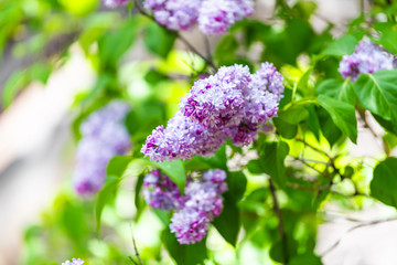 Closeup of purple and white lilac flowers in spring or summer showing detail and texture of petals in Aspen, Colorado shallow depth of field