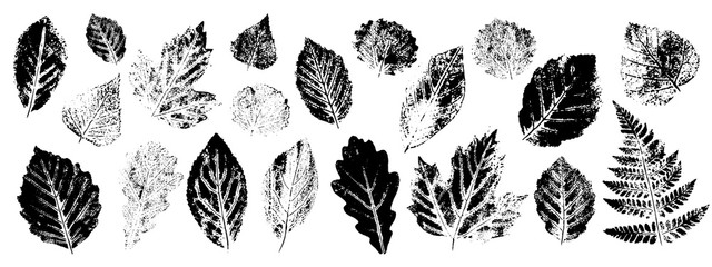 Leaf imprint, natural texture.Set. Objects isolated on white.