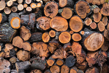 Firewood background. Stacks of firewood in the foresr.