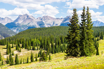 Green pine forest trees meadow summer view from Colorado million dollar highway scenic road 550 San...