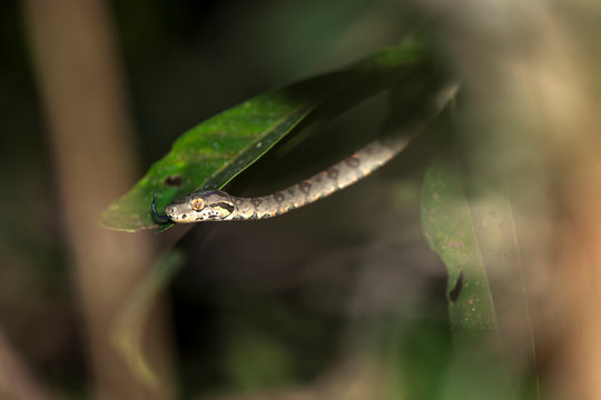 Snake photographed in Linhares, Espirito Santo. Southeast of Brazil. Atlantic Forest Biome. Picture made in 2014.