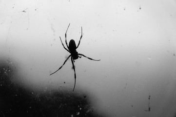 Black spider with its web on the window in black and white. Atmosphere of fear or halloween
