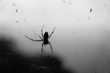 Black spider with its web on the window in black and white. Atmosphere of fear or halloween