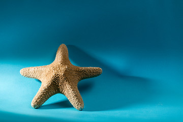 starfish on blue background