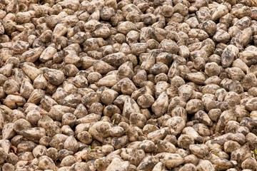 heep of fresh digged sugar beets