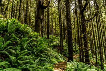 Fototapeta premium PNW