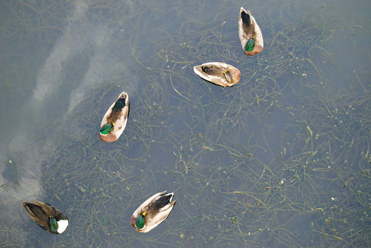 Conjunto de patos a dormir &agrave; tona da &aacute;gua do rio, vista de cima, fotografia a&eacute;rea, drone