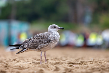 White and gray seagull bird on sand beach shore.