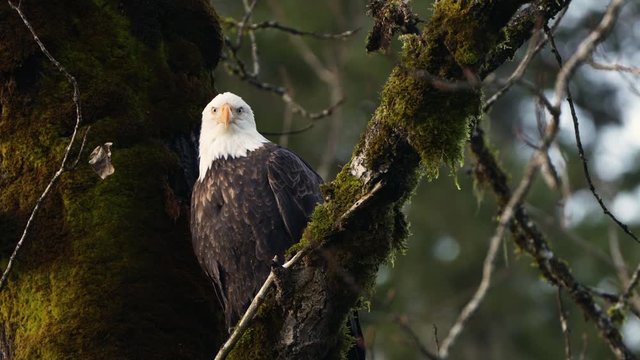 Bald Eagle In A Tree Scanning For Prey