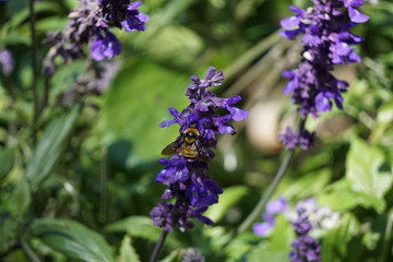 Yellow Jacket in search of Nectar