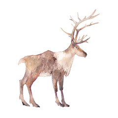 Watercolor deer illustration. Isolated animal silhouette on white background.