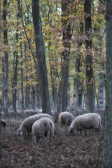 Naklejka premium A forest in northern Germany with oak trees