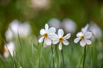 White narcissus fowers growing in summer park with green vegetation on blurred backround.