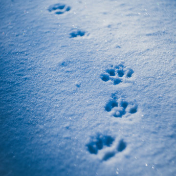 Paws Prints In Snow With Blue Shadows Closeup.