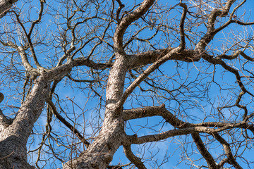 Detailaufnahmen von Baum ohne Blätter