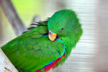 Colorful parrot in a cage at a zoo.