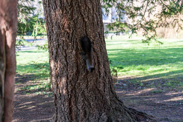 Eichhörnchen sucht nach Essen