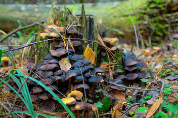Trees and mushrooms in the forest