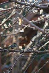 great tit sits on magnolia in the garden in winter