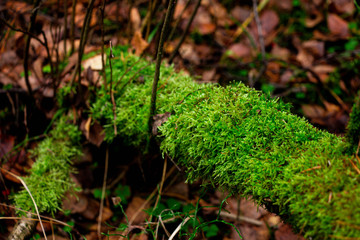 Autumn moss in the forest