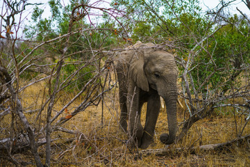 elephant in kruger national park, mpumalanga, south africa 18