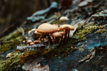 Fototapeta premium Trees and mushrooms in the forest