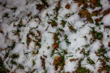 Snow in the grass in autumn