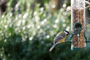 Foto op Plexiglas anti-reflex great tit eats seeds from a bird feeder hanging in the garden in winter © aRTI01