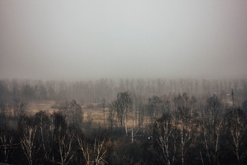 Gloomy fog over the forest