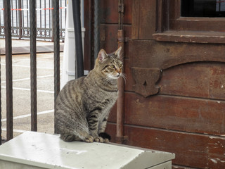 A street grey tabby cat sits on a bollard.