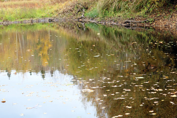 autumn leaves on the water