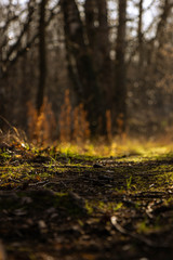 Moss and forest in the forest